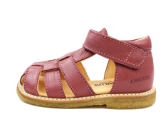 Angulus
